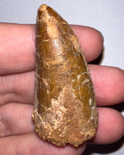 Load image into Gallery viewer, Carcharodontosaur Fossil Tooth 1.75 Inches

