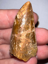 Load image into Gallery viewer, Carcharodontosaur Fossil Tooth 1.75 Inches
