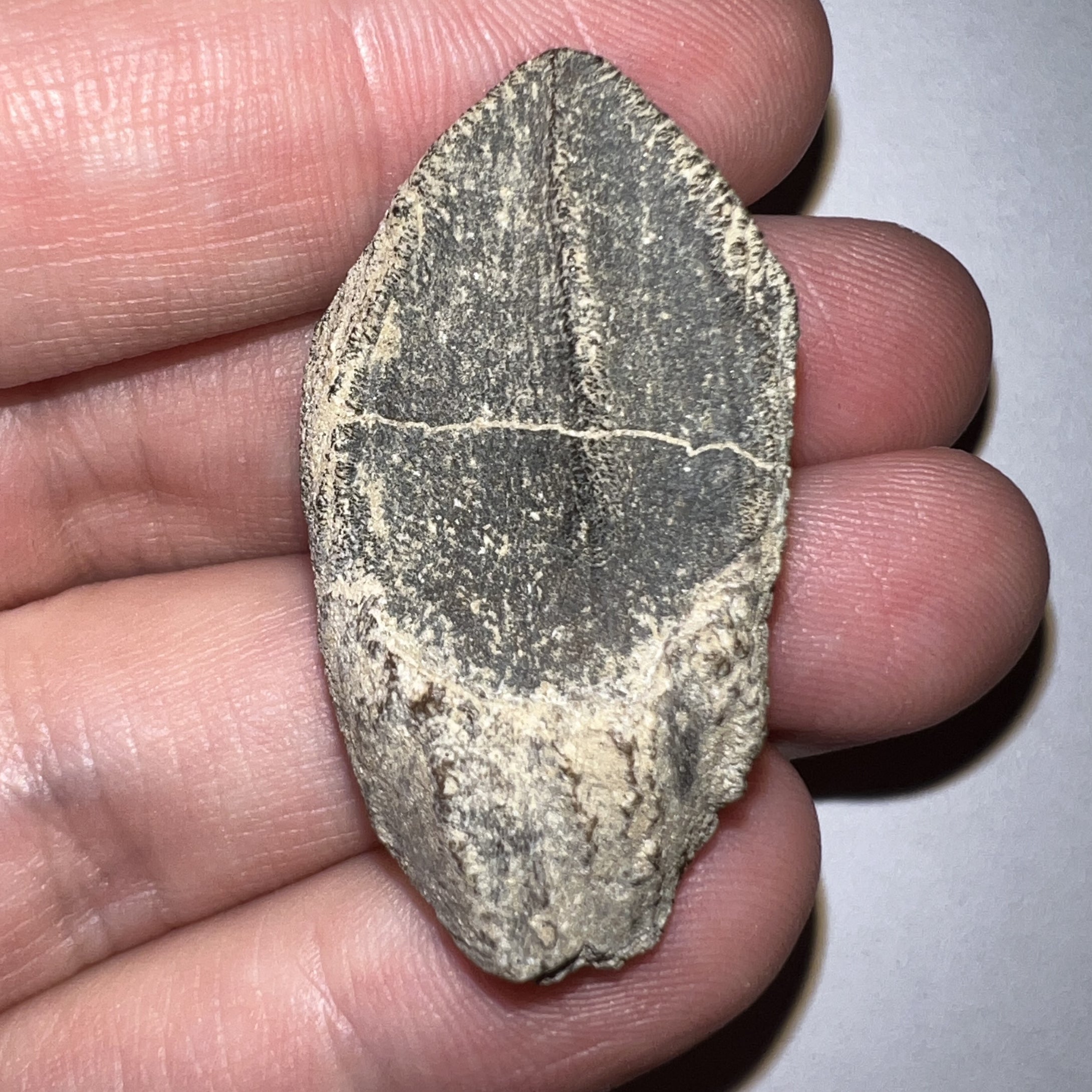 Gem Huge Triceratops type Ceratopsian Tooth with Full Crown and Partial Root 1.5 Inches Hell Creek Montana