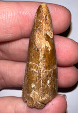 Load image into Gallery viewer, Carcharodontosaur Fossil Tooth 1.75 Inches
