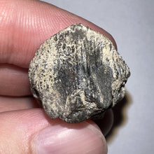 Load image into Gallery viewer, Gem Huge Triceratops type Ceratopsian Tooth with Full Crown and Partial Root 1.5 Inches Hell Creek Montana
