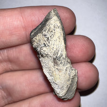 Load image into Gallery viewer, Gem Huge Triceratops type Ceratopsian Tooth with Full Crown and Partial Root 1.5 Inches Hell Creek Montana
