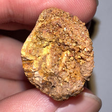 Load image into Gallery viewer, Carcharodontosaur Fossil Tooth 1.75 Inches
