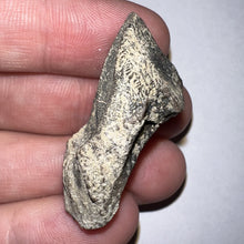 Load image into Gallery viewer, Gem Huge Triceratops type Ceratopsian Tooth with Full Crown and Partial Root 1.5 Inches Hell Creek Montana
