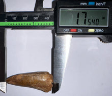 Load image into Gallery viewer, Carcharodontosaur Fossil Tooth 1.75 Inches
