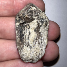 Load image into Gallery viewer, Gem Huge Triceratops type Ceratopsian Tooth with Full Crown and Partial Root 1.5 Inches Hell Creek Montana
