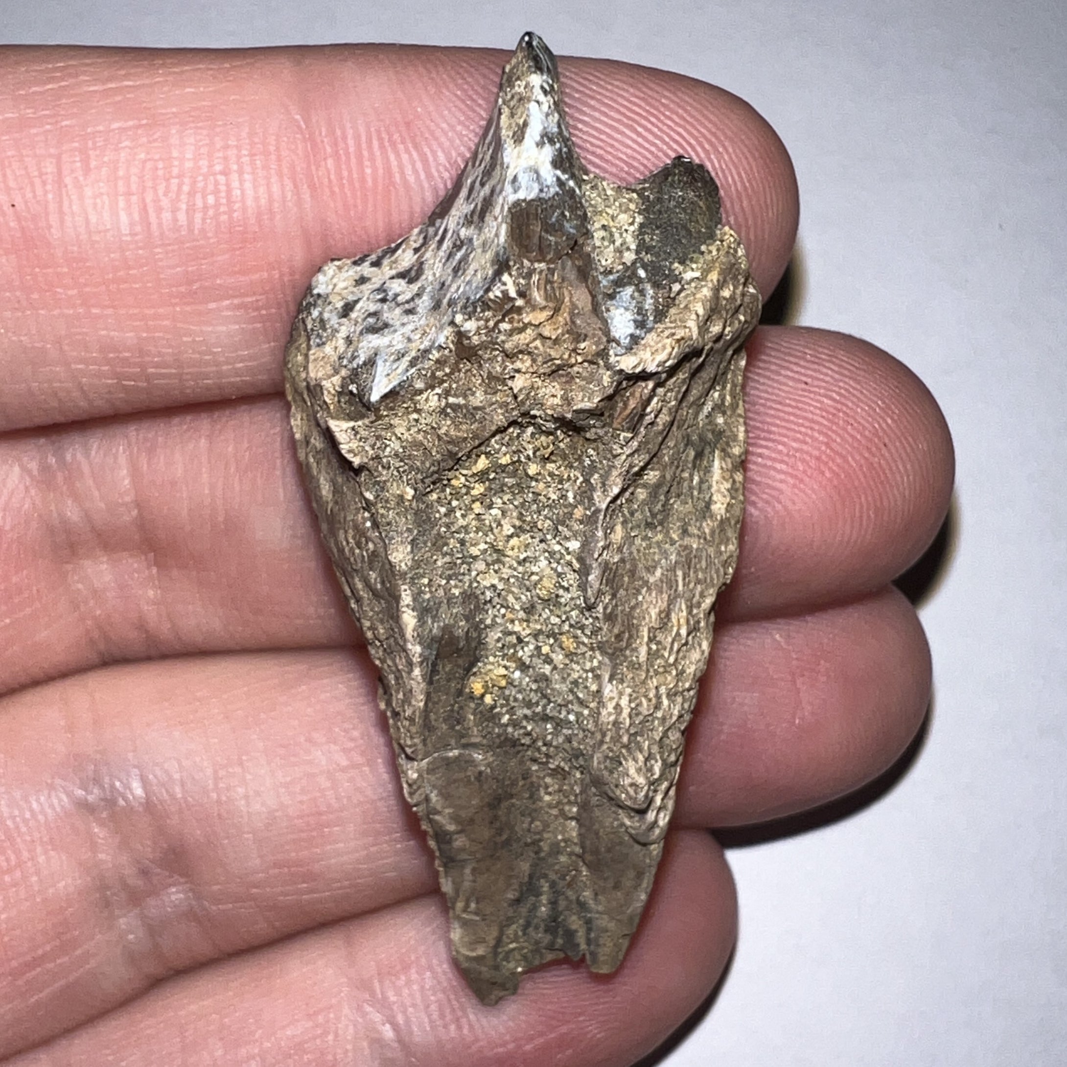 Gem Huge Triceratops type Ceratopsian Tooth 2.03 Inches Hell Creek Montana