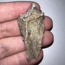 Load image into Gallery viewer, Gem Huge Triceratops type Ceratopsian Tooth 2.03 Inches Hell Creek Montana
