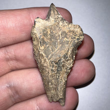 Load image into Gallery viewer, Gem Huge Triceratops type Ceratopsian Tooth 2.03 Inches Hell Creek Montana
