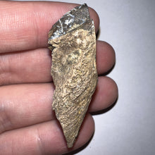 Load image into Gallery viewer, Gem Huge Triceratops type Ceratopsian Tooth 2.03 Inches Hell Creek Montana
