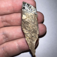 Load image into Gallery viewer, Gem Huge Triceratops type Ceratopsian Tooth 2.03 Inches Hell Creek Montana
