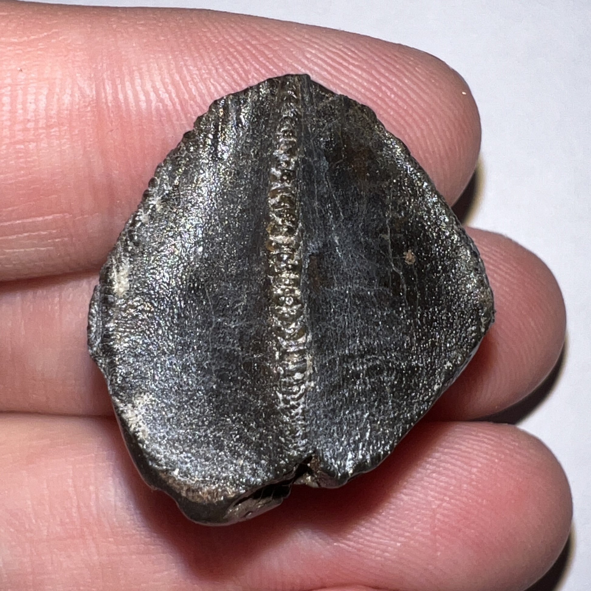 Gem Huge Triceratops type Ceratopsian Tooth with Full Crown and Partial Root 1.14 Inches Hell Creek Montana