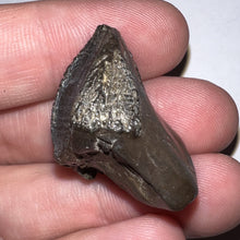 Load image into Gallery viewer, Gem Huge Triceratops type Ceratopsian Tooth with Full Crown and Partial Root 1.14 Inches Hell Creek Montana
