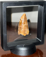 Load image into Gallery viewer, Carcharodontosaur Fossil Tooth 1.75 Inches
