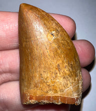 Load image into Gallery viewer, GEM Carcharodontosaur Fossil Tooth 1.94 Inches No Repair Incredible Serrations
