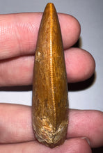 Load image into Gallery viewer, GEM Carcharodontosaur Fossil Tooth 1.94 Inches No Repair Incredible Serrations
