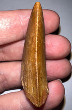 Load image into Gallery viewer, GEM Carcharodontosaur Fossil Tooth 1.94 Inches No Repair Incredible Serrations
