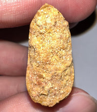 Load image into Gallery viewer, GEM Carcharodontosaur Fossil Tooth 1.94 Inches No Repair Incredible Serrations
