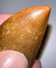 Load image into Gallery viewer, GEM Carcharodontosaur Fossil Tooth 1.94 Inches No Repair Incredible Serrations
