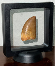 Load image into Gallery viewer, GEM Carcharodontosaur Fossil Tooth 1.94 Inches No Repair Incredible Serrations
