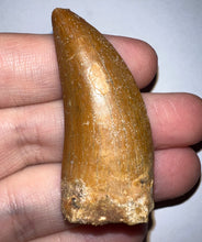 Load image into Gallery viewer, Carcharodontosaur Fossil Tooth 1.97 Inches
