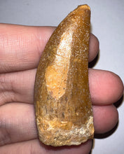 Load image into Gallery viewer, Carcharodontosaur Fossil Tooth 1.97 Inches
