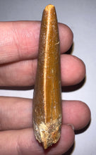 Load image into Gallery viewer, Carcharodontosaur Fossil Tooth 1.97 Inches
