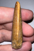 Load image into Gallery viewer, Carcharodontosaur Fossil Tooth 1.97 Inches
