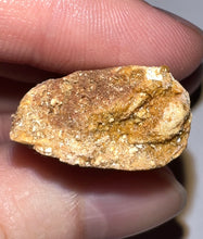 Load image into Gallery viewer, Carcharodontosaur Fossil Tooth 1.97 Inches
