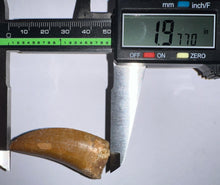 Load image into Gallery viewer, Carcharodontosaur Fossil Tooth 1.97 Inches
