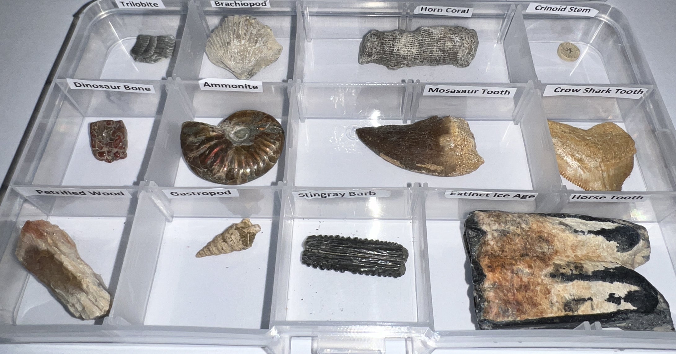 Beginner Collection of 12 labeled Fossils in a clear case. Includes Mosasaur Tooth, Dinosaur Bone Fragment, Extinct Ice Age Horse Tooth and more!