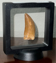 Load image into Gallery viewer, Carcharodontosaur Fossil Tooth 1.97 Inches
