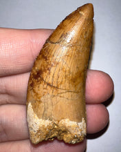 Load image into Gallery viewer, Large Carcharodontosaur Fossil Tooth 2.14 Inches
