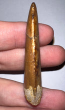 Load image into Gallery viewer, Large Carcharodontosaur Fossil Tooth 2.14 Inches
