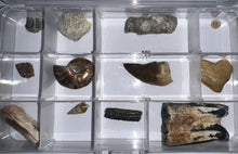 Load image into Gallery viewer, Beginner Collection of 12 labeled Fossils in a clear case. Includes Mosasaur Tooth, Dinosaur Bone Fragment, Extinct Ice Age Horse Tooth and more!
