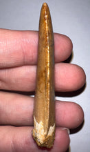 Load image into Gallery viewer, Large Carcharodontosaur Fossil Tooth 2.14 Inches
