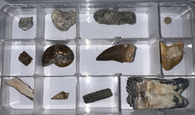 Load image into Gallery viewer, Beginner Collection of 12 labeled Fossils in a clear case. Includes Mosasaur Tooth, Dinosaur Bone Fragment, Extinct Ice Age Horse Tooth and more!
