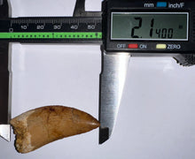 Load image into Gallery viewer, Large Carcharodontosaur Fossil Tooth 2.14 Inches
