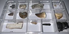 Load image into Gallery viewer, Beginner Collection of 12 labeled Fossils in a clear case. Includes Mosasaur Tooth, Dinosaur Bone Fragment, Extinct Ice Age Horse Tooth and more!
