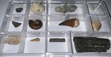 Load image into Gallery viewer, Beginner Collection of 12 labeled Fossils in a clear case. Includes Mosasaur Tooth, Dinosaur Bone Fragment, Extinct Ice Age Horse Tooth and more!
