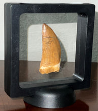 Load image into Gallery viewer, Large Carcharodontosaur Fossil Tooth 2.14 Inches
