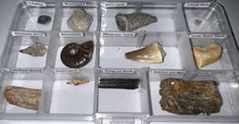 Load image into Gallery viewer, Beginner Collection of 12 labeled Fossils in a clear case. Includes Mosasaur Tooth, Dinosaur Bone Fragment, Extinct Ice Age Horse Tooth and more!
