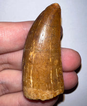 Load image into Gallery viewer, Large Carcharodontosaur Fossil Tooth 2.08 Inches
