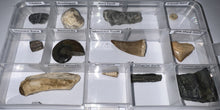 Load image into Gallery viewer, Beginner Collection of 12 labeled Fossils in a clear case. Includes Mosasaur Tooth, Dinosaur Bone Fragment, Extinct Ice Age Horse Tooth and more!
