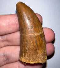 Load image into Gallery viewer, Large Carcharodontosaur Fossil Tooth 2.08 Inches
