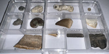 Load image into Gallery viewer, Beginner Collection of 12 labeled Fossils in a clear case. Includes Mosasaur Tooth, Dinosaur Bone Fragment, Extinct Ice Age Horse Tooth and more!
