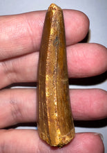 Load image into Gallery viewer, Large Carcharodontosaur Fossil Tooth 2.08 Inches
