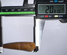 Load image into Gallery viewer, Large Carcharodontosaur Fossil Tooth 2.08 Inches
