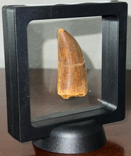Load image into Gallery viewer, Large Carcharodontosaur Fossil Tooth 2.08 Inches
