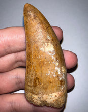 Load image into Gallery viewer, GEM Huge Carcharodontosaur Fossil Tooth 2.81 Inches Incredible Serrations
